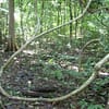 Lianas are woody vines, and are found in both temperate and tropical forests.