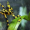 Yellow and Black Harlequin Frog takes it easy in Panama knowing that the Nagoya Protocol fund is here to help him and his friends