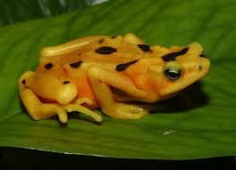 Panama celebrated the golden frog on Tuesday (August 14).  A golden frog rests on a leaf.