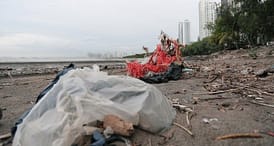Plastic Bags Littering Panama Shoreline