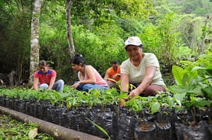 Workers help to replant forests lost to Panama Canal Expansion.