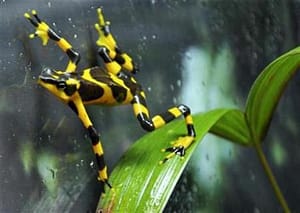 Yellow and Black Harlequin Frog takes it easy in Panama  knowing that the Nagoya Protocol fund is here to help him and his friends
