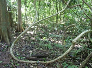 Lianas are woody vines, and are found in both temperate and tropical forests.