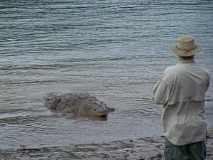 Coiba Island Croc